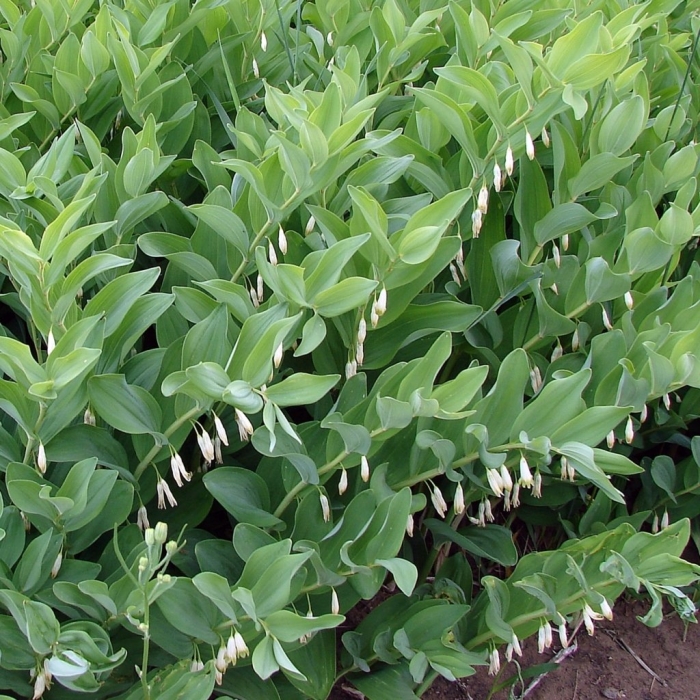 Купена серповидная