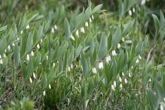 Купена душистая