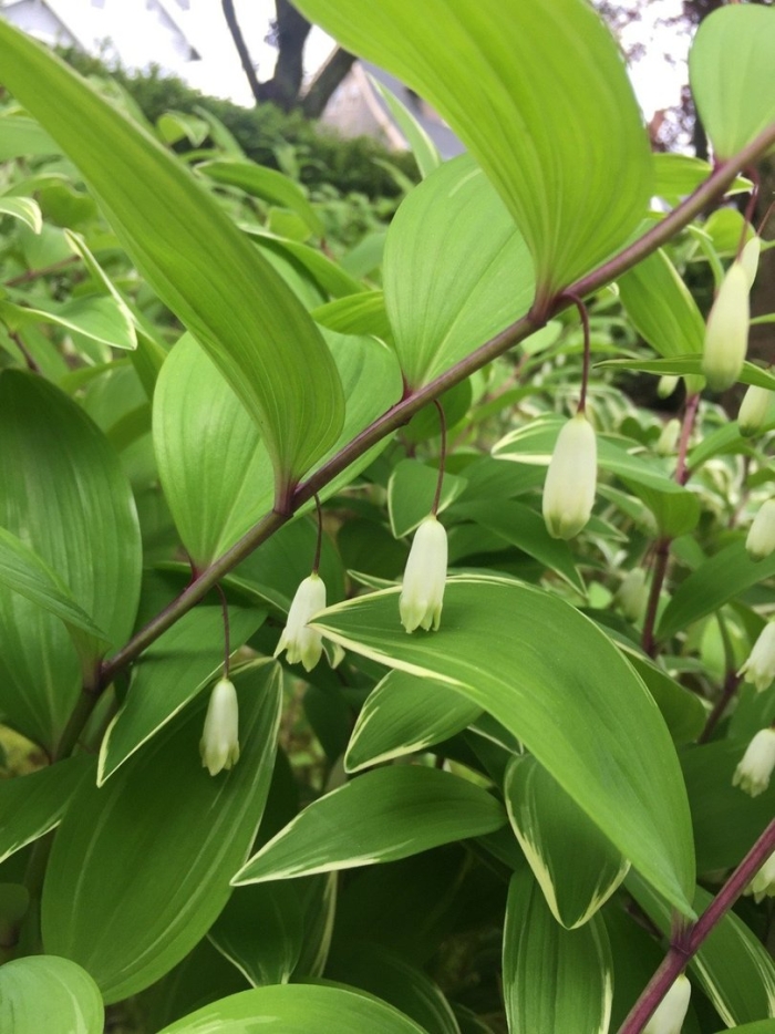Купена polygonatum
