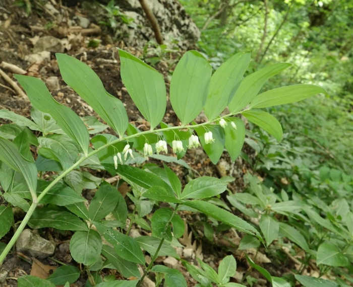 Купена polygonatum