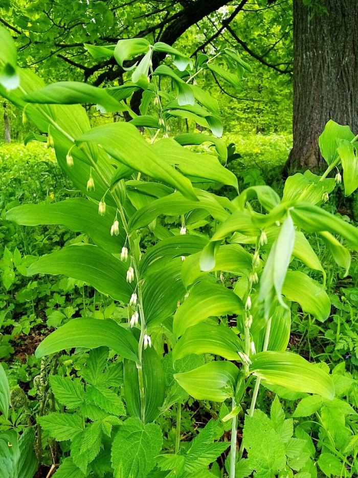 Купена мутовчатая