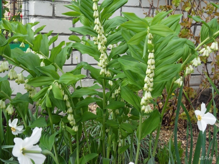 Ландыш купена