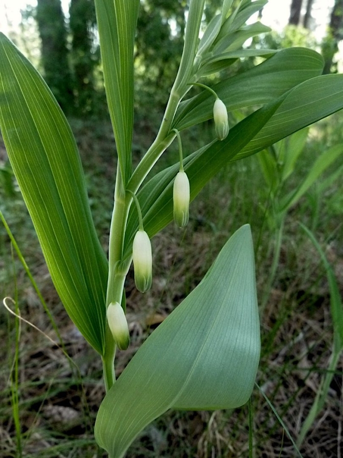 Polygonatum odoratum - купена душистая