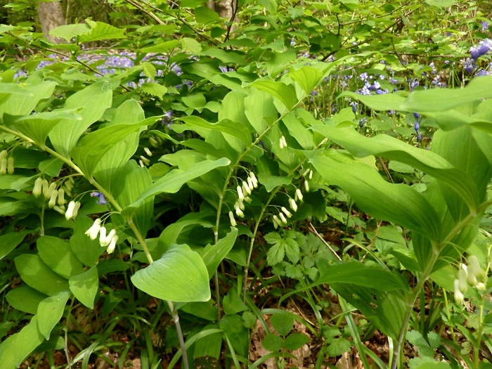 Купена садовый ландыш