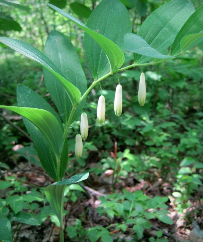 Купена polygonatum