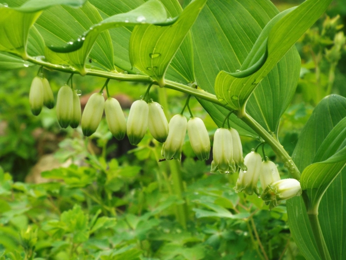 Садовый ландыш купена
