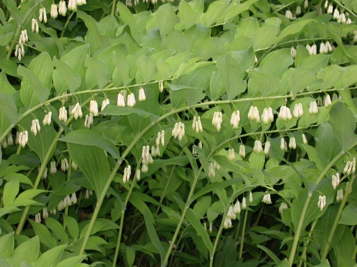 Купена многоцветковая (polygonatum multiflorum)