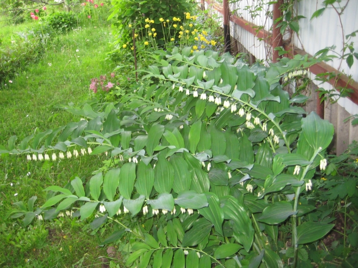 Садовый ландыш купена