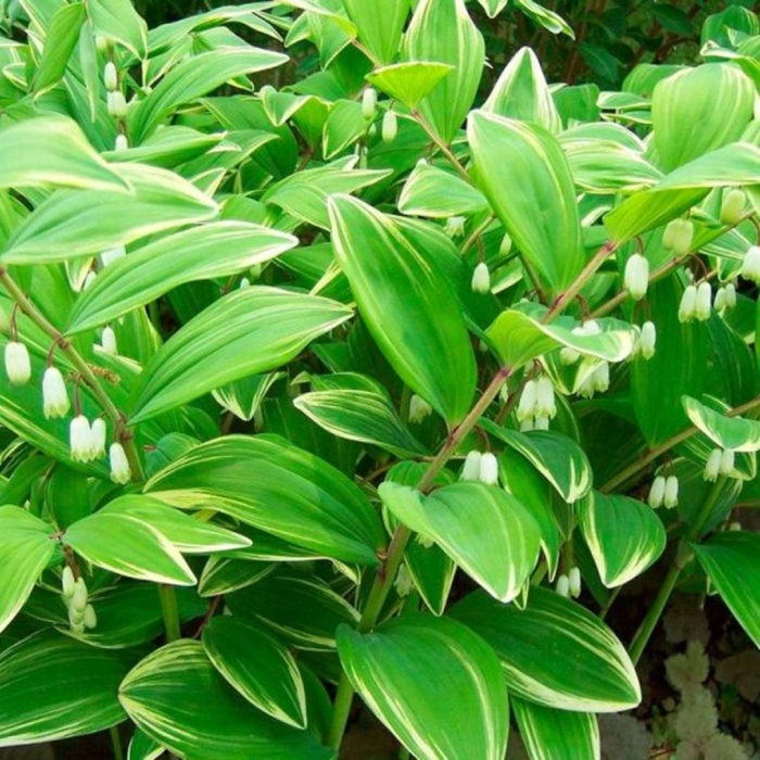 Купена серповидная вариегатум