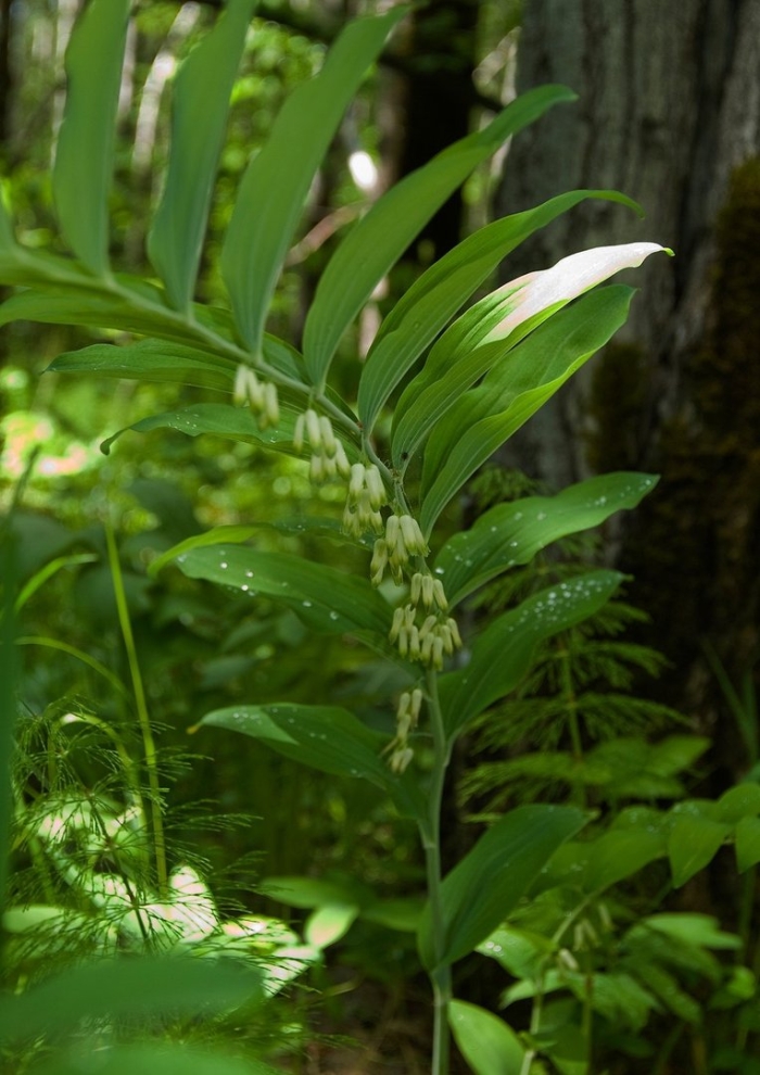 Купена мутовчатая