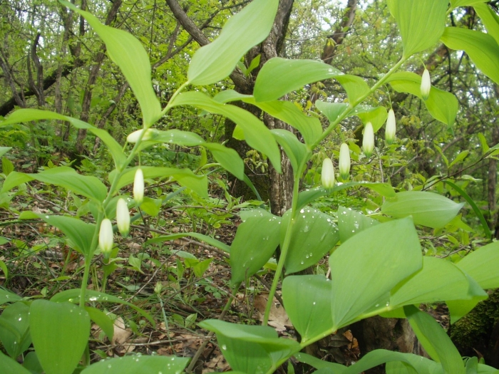 Купена мутовчатая