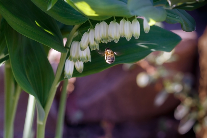 Купена душистая