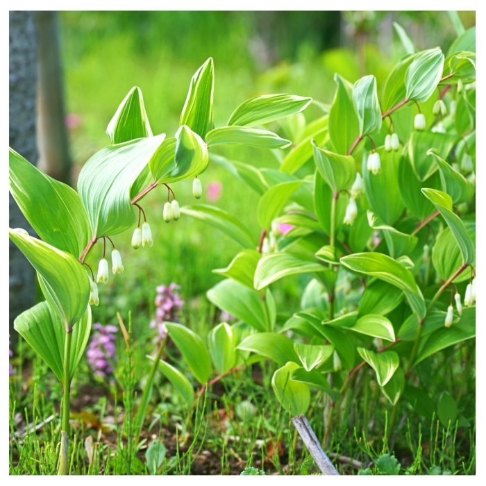 Ландыш купена