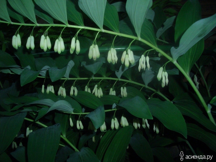 Дикий ландыш купена
