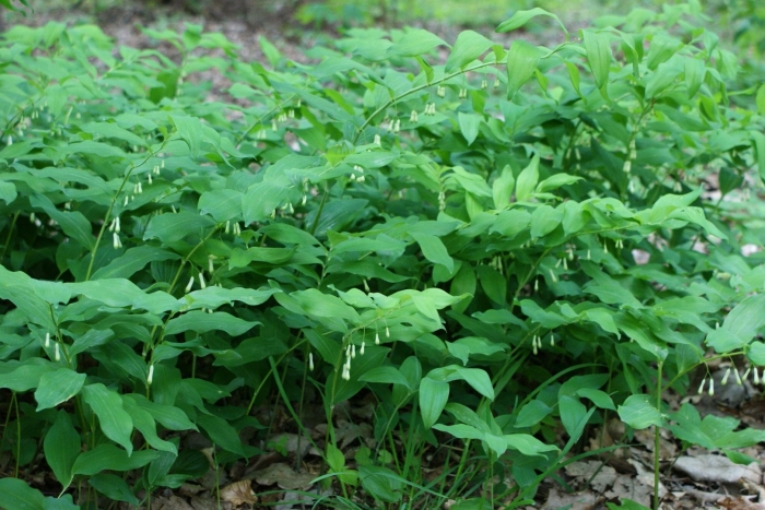 Купена polygonatum