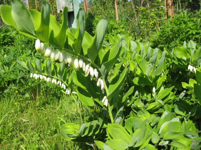 Ландыш купена