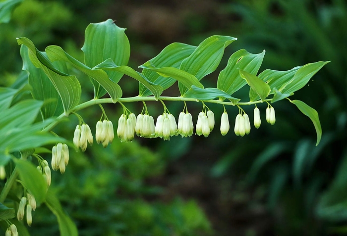 Купена неопалимая купина