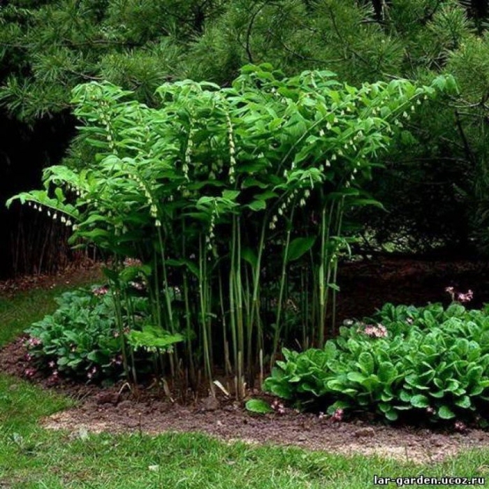 Купена и хоста