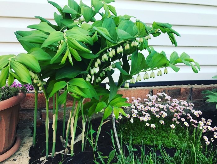 Купена цветок