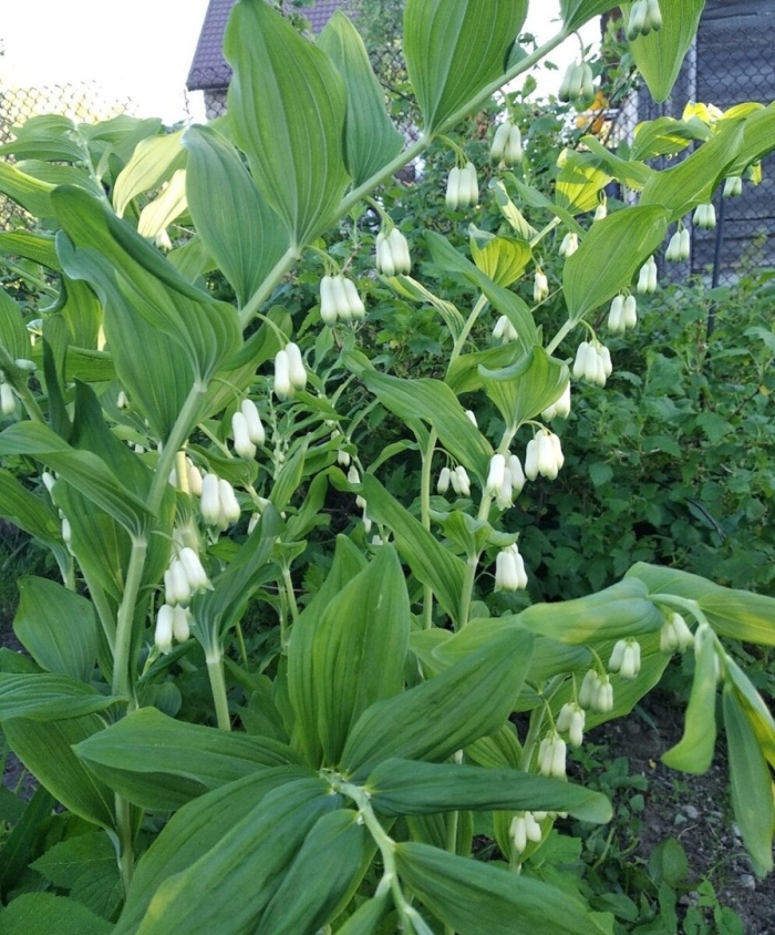 Ландыши садовые