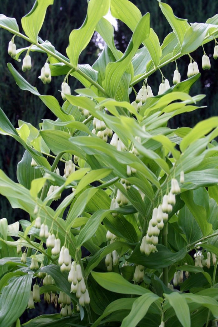 Купена polygonatum