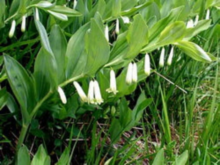 Купена polygonatum