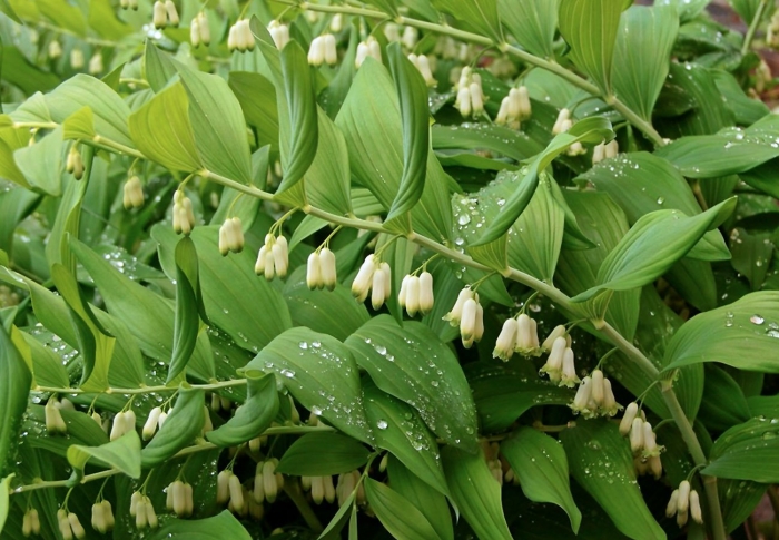 Садовый ландыш купена