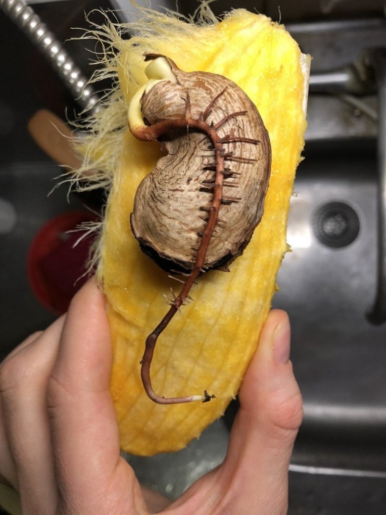 Кость манго