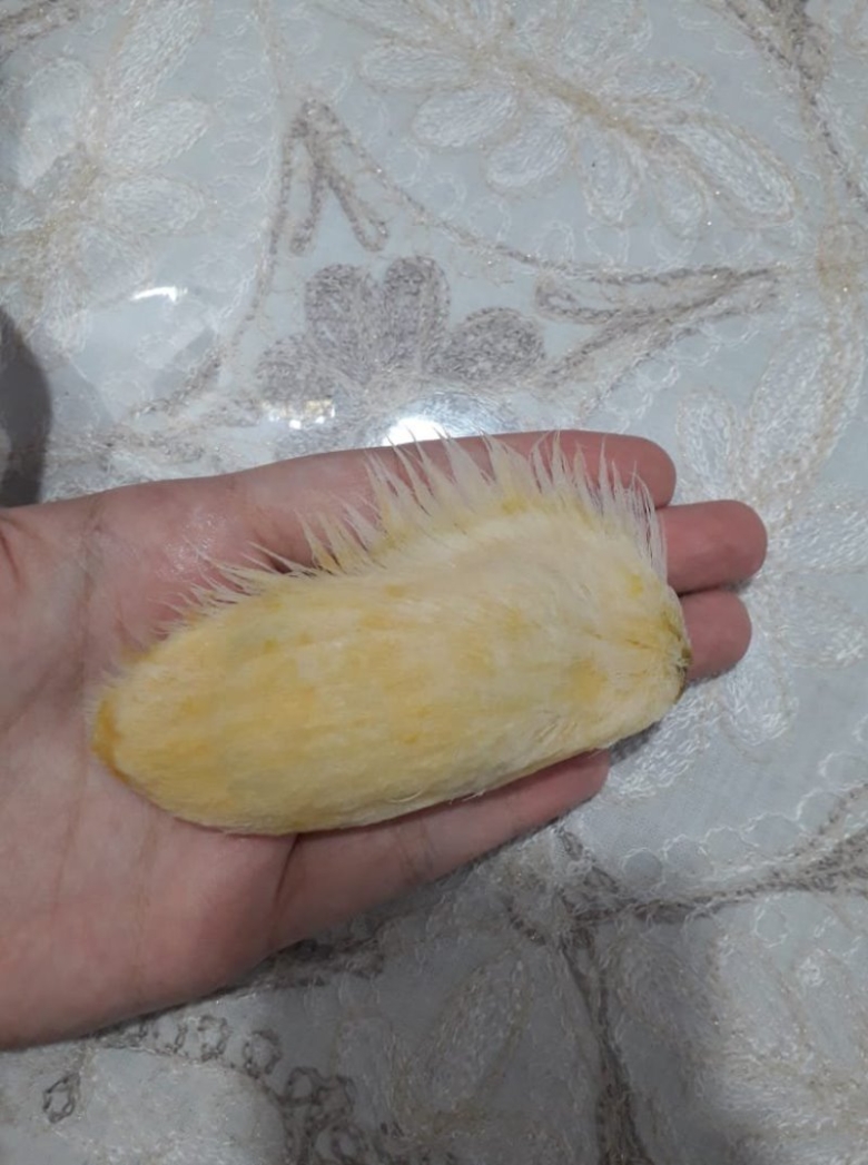 Манго фрукт кость