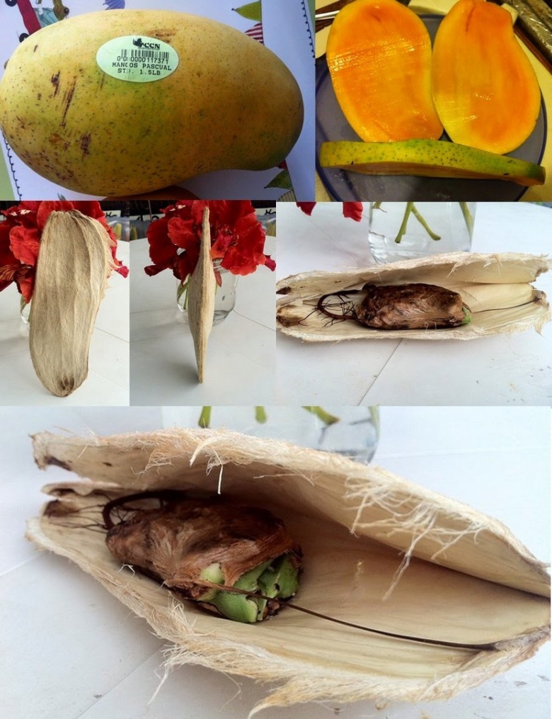 Сорт манго авис