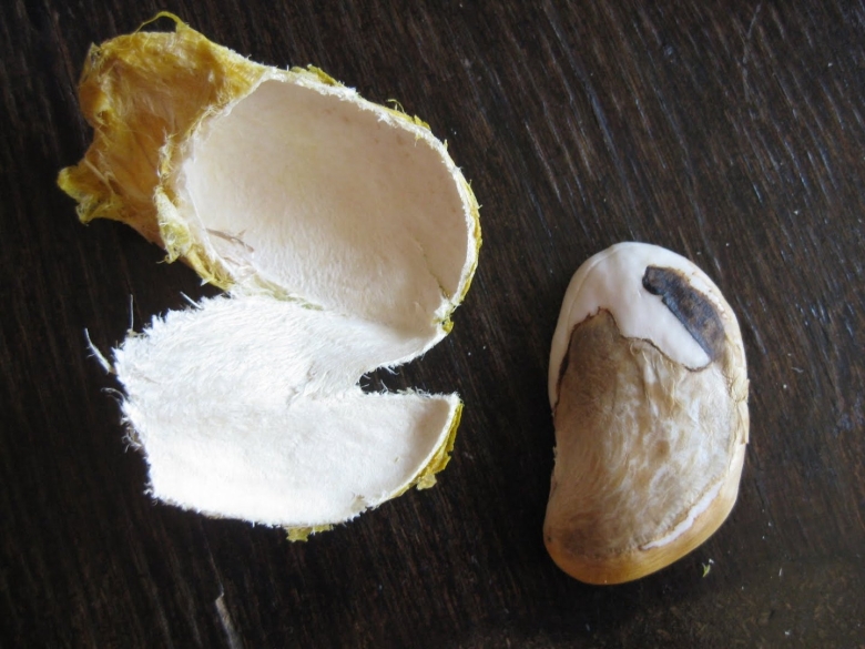 Вырастить манго из косточки в домашних условиях