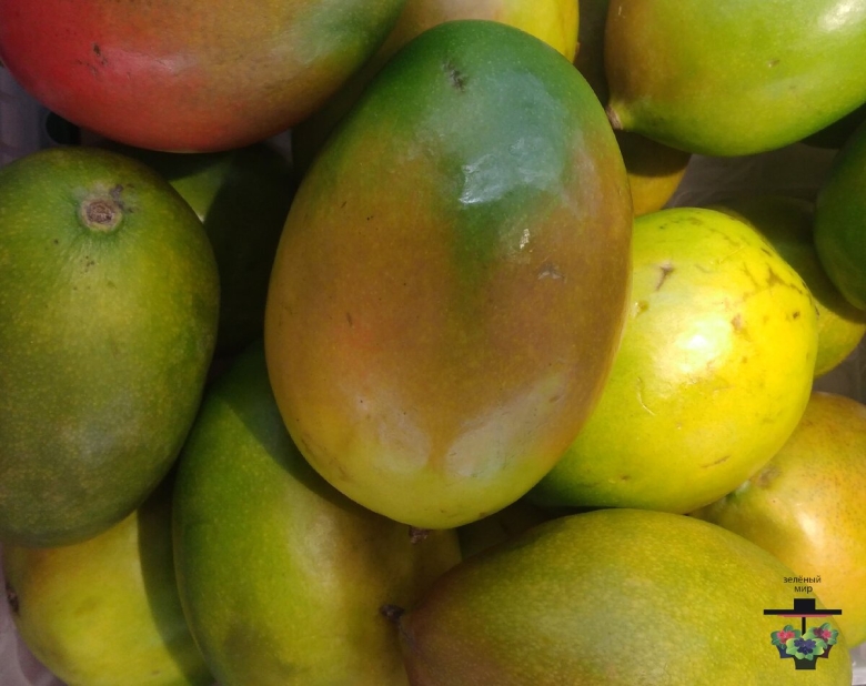 Манго сорт альфонсо