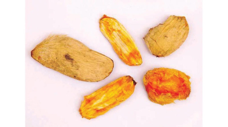 Косточка манго