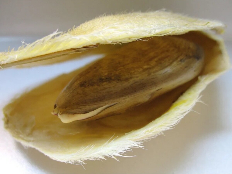 Семечка манго