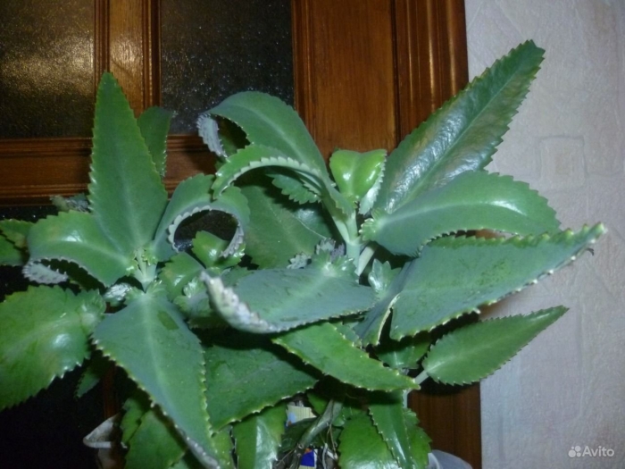 Каланхоэ лечебная