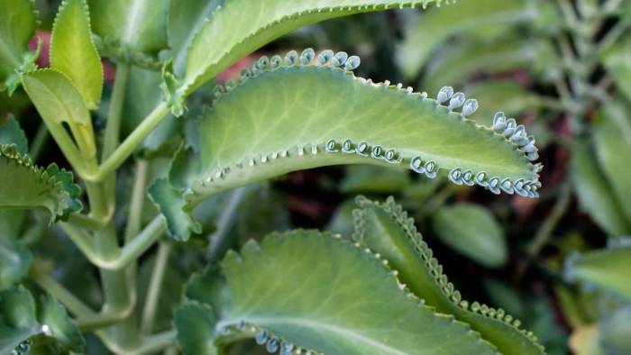 Каланхоэ дегремона блоссфельда