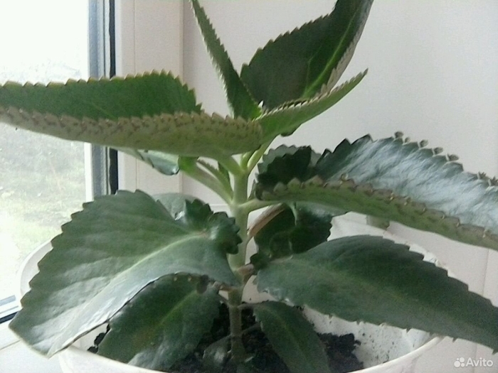 Цветок каланхоэ лечебный