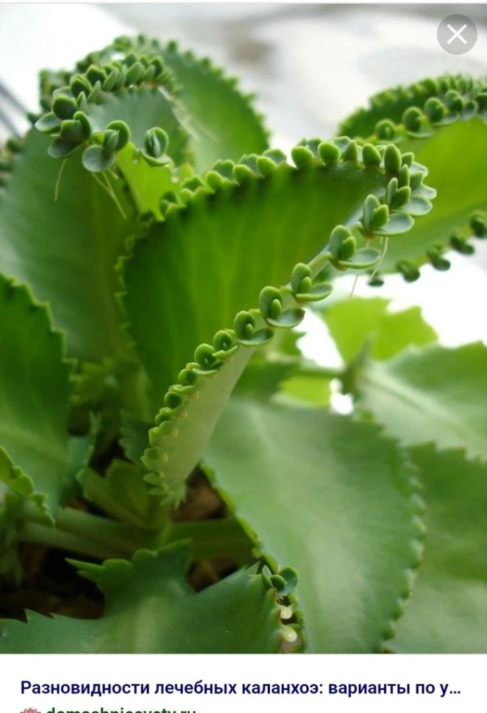 Каланхоэ перистое kalanchoe pinnata