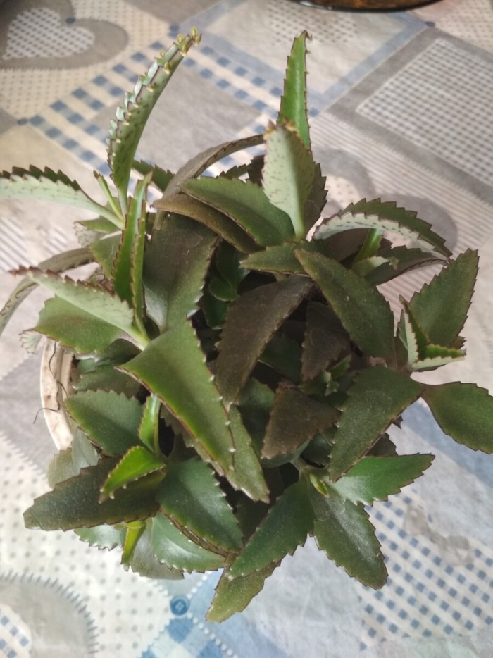 Каланхоэ лечебное перистое