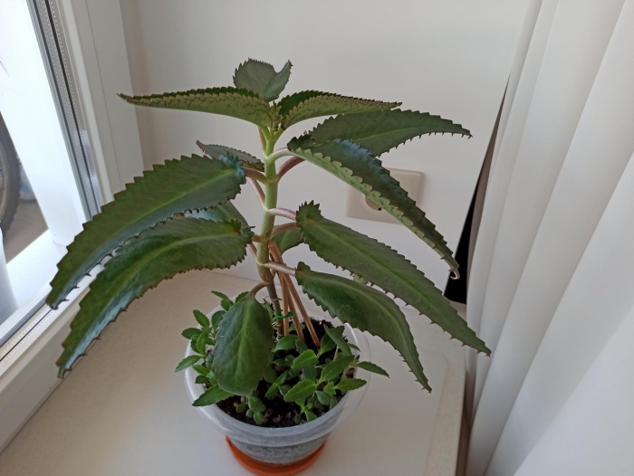 Каланхоэ дегремона