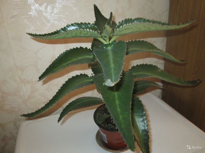 Бриофиллум дегремона