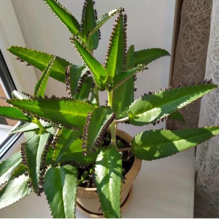 Каланхоэ дегремона