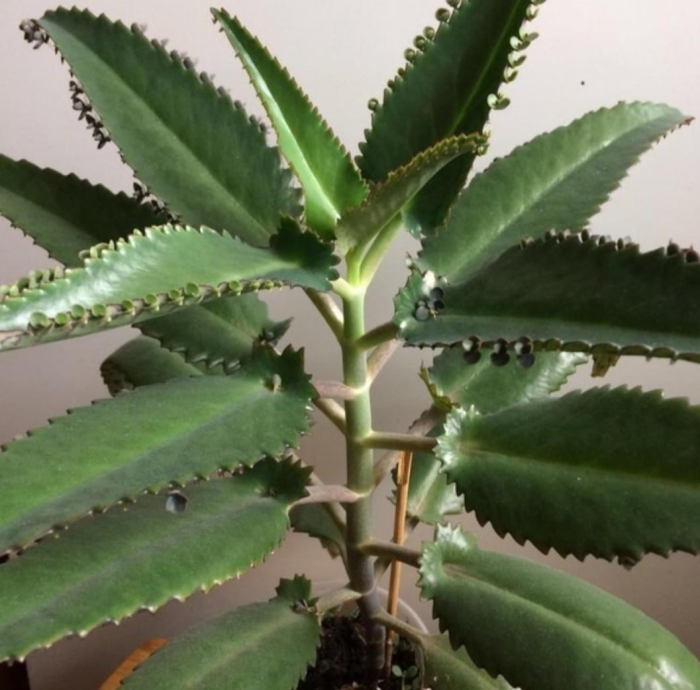 Каланхоэ лечебное