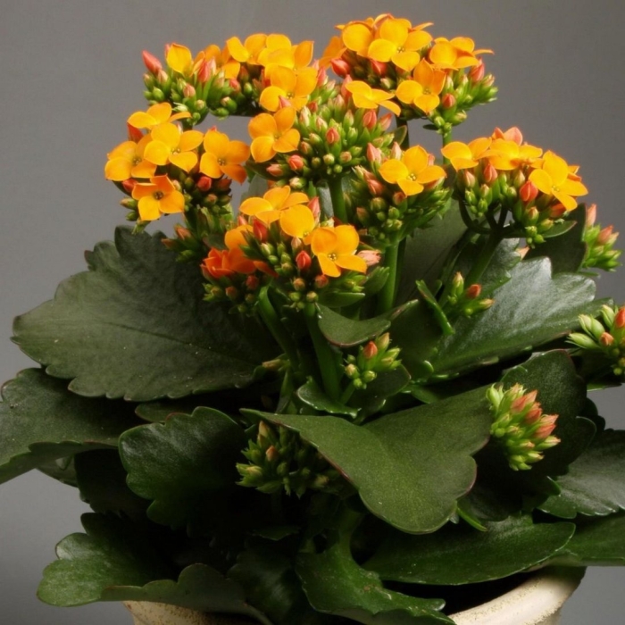 Каланхоэ блоссфельда оранжевый