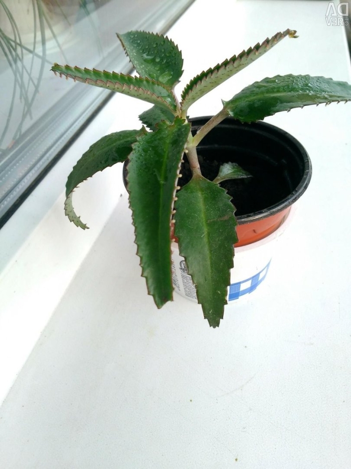 Каланхоэ перистое