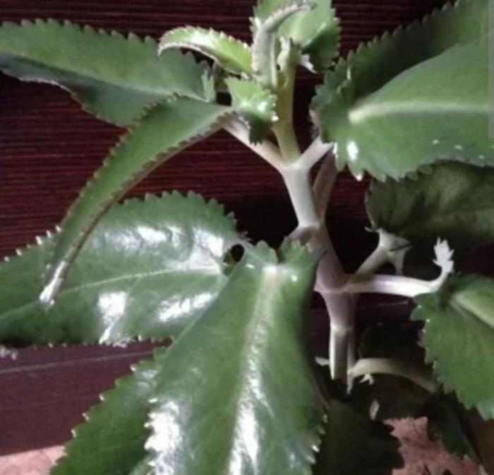 Цветок доктор каланхоэ