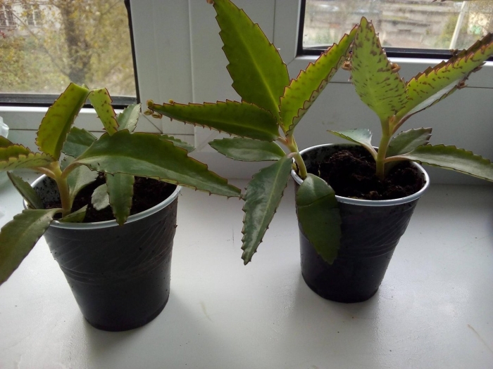 Цветы каланхоэ дегремона