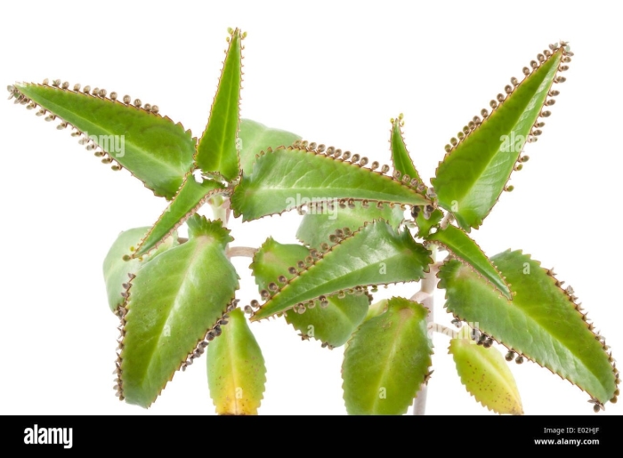 Алоэ каланхоэ