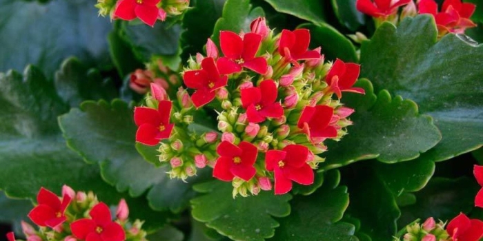 Каланхоэ блоссфельда