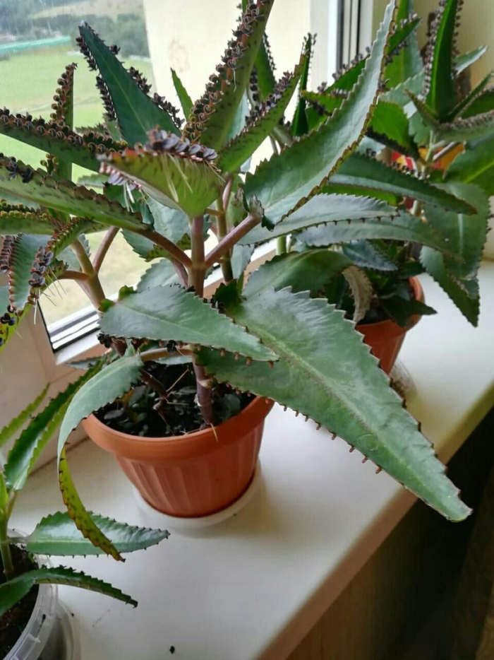 Цветок каланхоэ лечебный